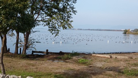 琵琶湖には、カモや白鳥がいっぱい！